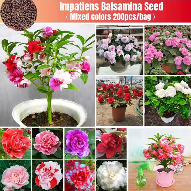 [Easy To Grow In Singapore] 200Pcs Double Camellia Impatiens Balsamina