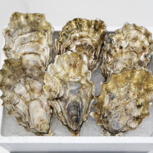 Fresh Live Oyster [JAP/CAN] Shopee Singapore