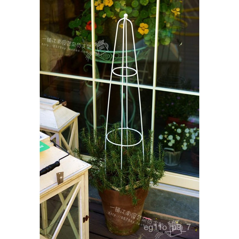 Clematis Simple Flower Stand Tortoise Shell Dragon hua zhi jia Waxplant