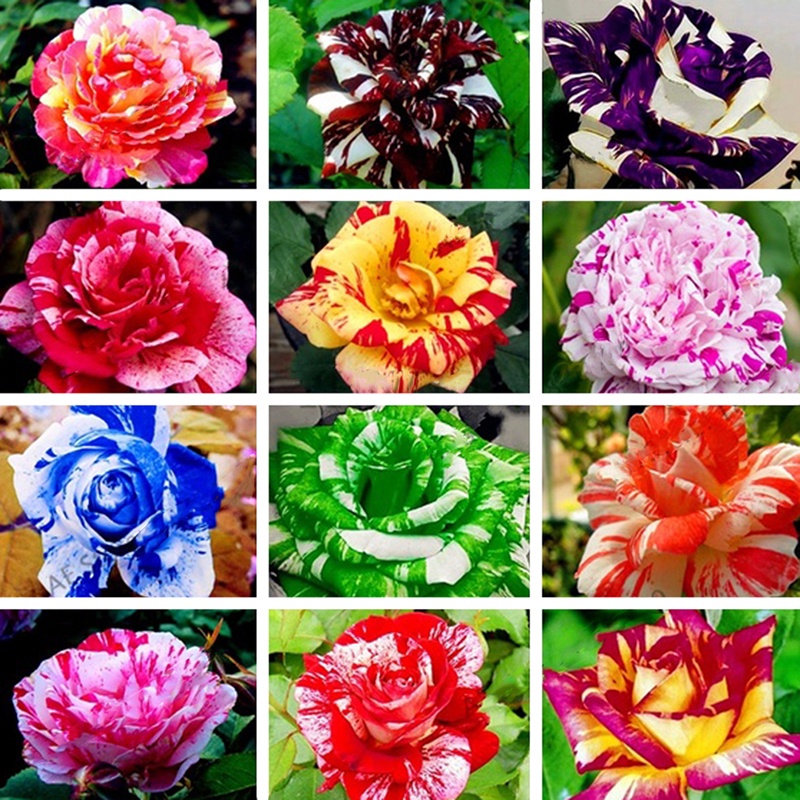 [Easy to grow] Bonsai Seeds 100pcs Mixed Color Rainbow Rose Seeds High