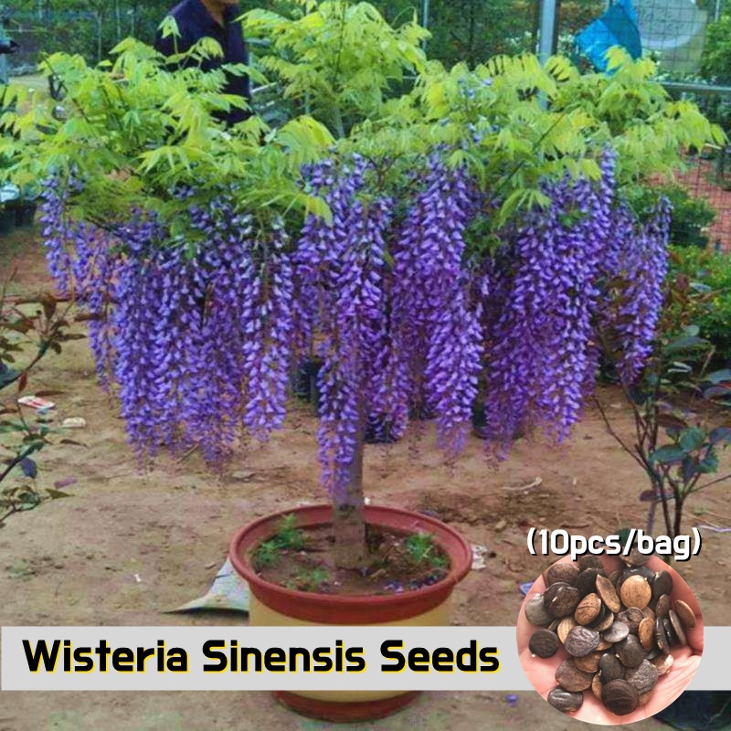 [Easy To Grow Singapore] Wisteria Plant Seed (10pcs/bag) Wisteria