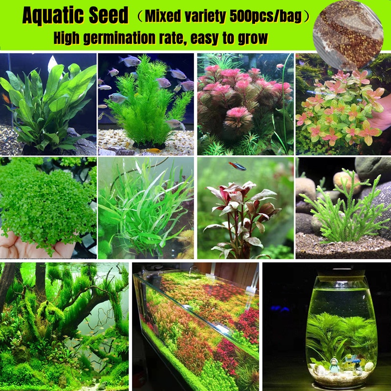 [Fast Growing] High Quality Aquarium Water Plants Seeds for Planting
