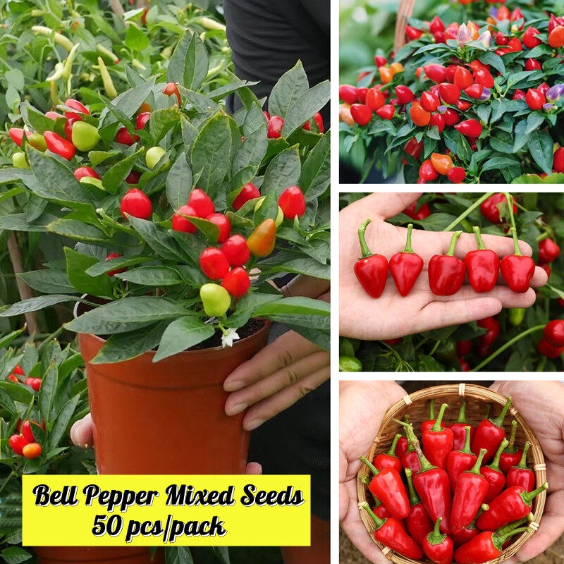 Singapore 50pcs Rare Pepper Seeds for Planting Easy Grow Vegetables