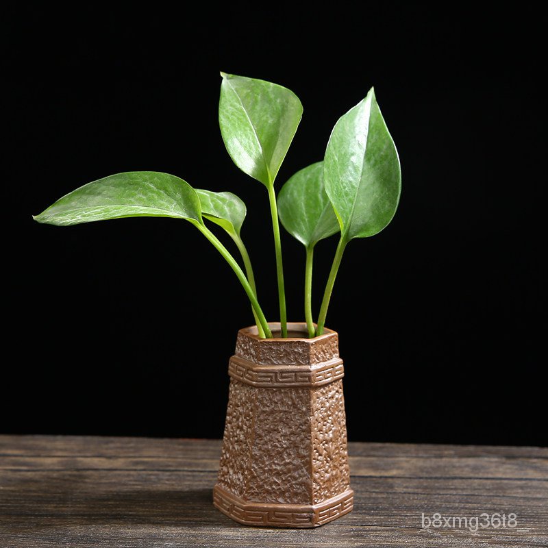 Creative Epipremnum Aureum Grow in Water Vase Vessel Flower Arrangement