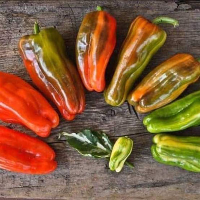 เมล็ดพริกCandy Cane Chocolate Cherry Pepper Shopee Thailand