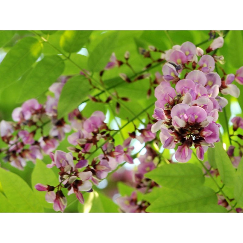 50 เมล็ด เมล็ดพันธุ์ กระพี้จั่น Millettia brandisiana จั่น พี้จั่น ตามด