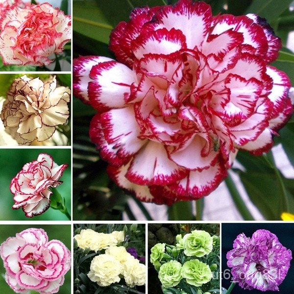 ปลูกง่าย ปลูกได้ทั่วไทย 50pcs/bag Carnation Seeds Balcony Potted