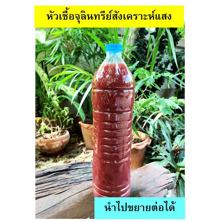 จุลินทรีย์สังเคราะห์แสง (PSB) 1.5 ลิตร Shopee Thailand
