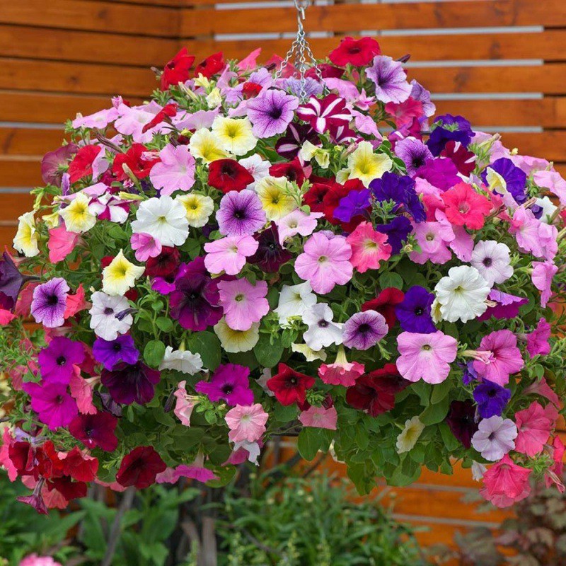 เมล็ดพันธุ์ ดอกพิทูเนีย คละสี (Petunia) 1000 เมล็ด ปลูกง่าย ปลูกได้ทั่ว