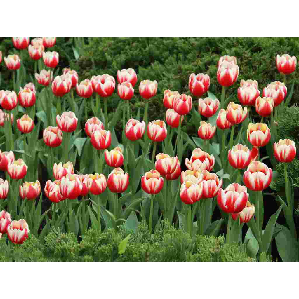 50 seeds/pack Bonsai ornamental flower seeds tulip flower seeds ZYDA