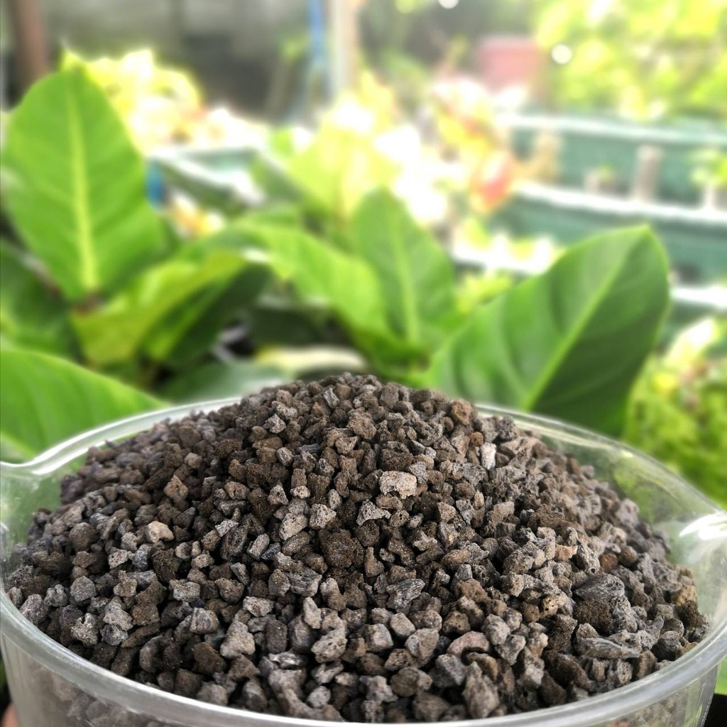 หินภูเขาไฟสีดำ(Black volcanic stone) หินลาวาดำ lava วัสดุปลูก Shopee