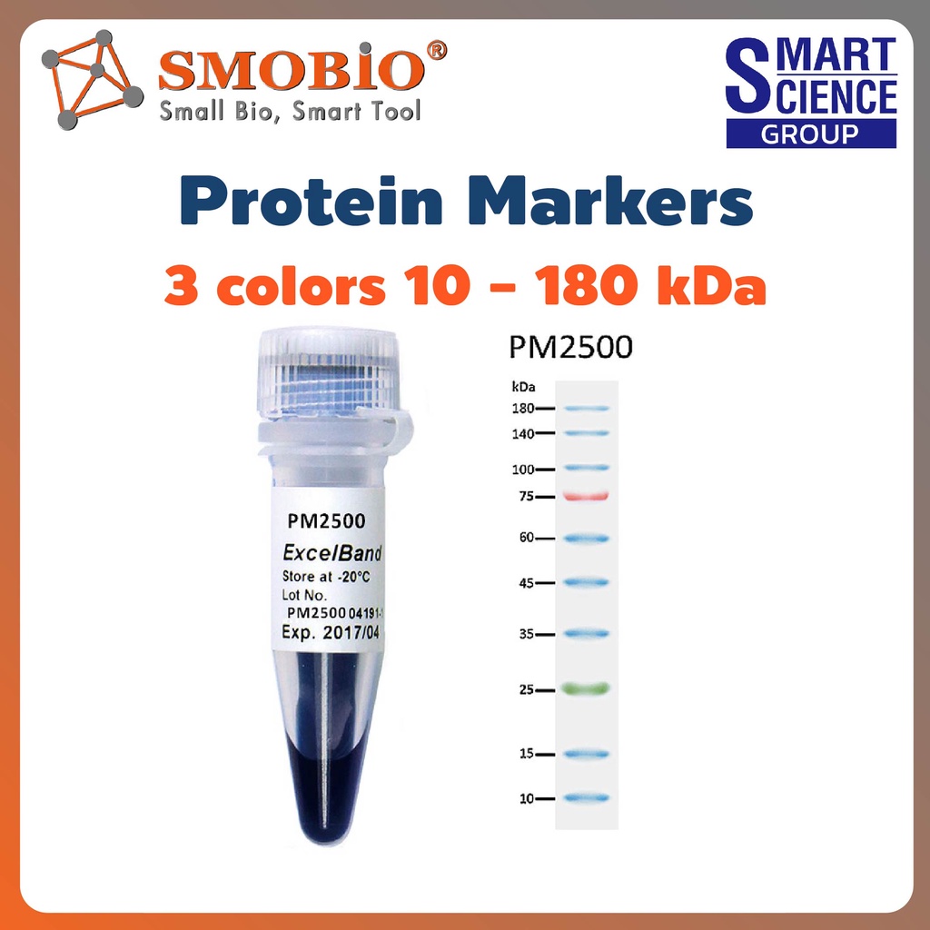 PM2600 ExcelBand Protein Markers SDSPAGE Western blot 3color High
