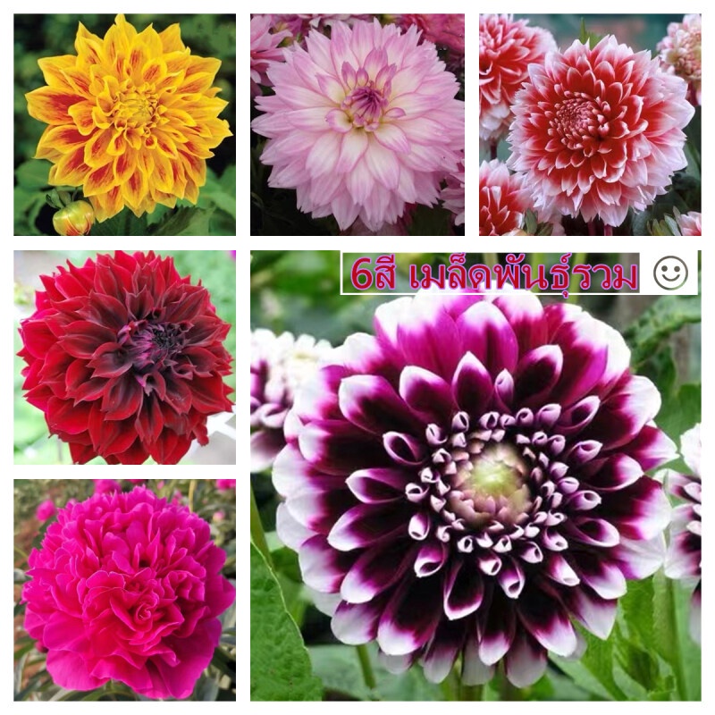100เมล็ด/ซอง Dahlia Flower Seeds เมล็ดพันธุ์ บอนสี เมล็ดพันธุ์ เมล็ด