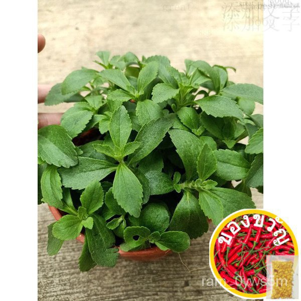 [Paling Horticulture Sdn Bhd] Stevia Sweetleaf Natural Sweetener