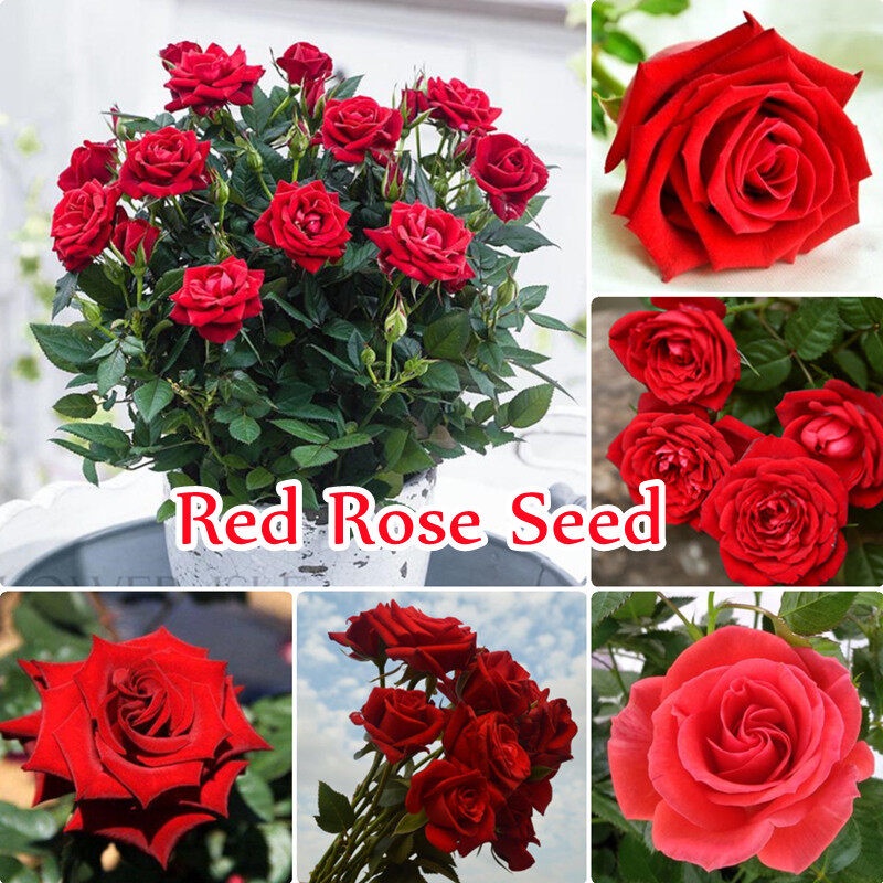 Red Rose Seeds (200pcs/bag) กุหลาบเลื้อย ช่อดอกไม้ ดอกไม้ตกแต่ง ดอกไม้