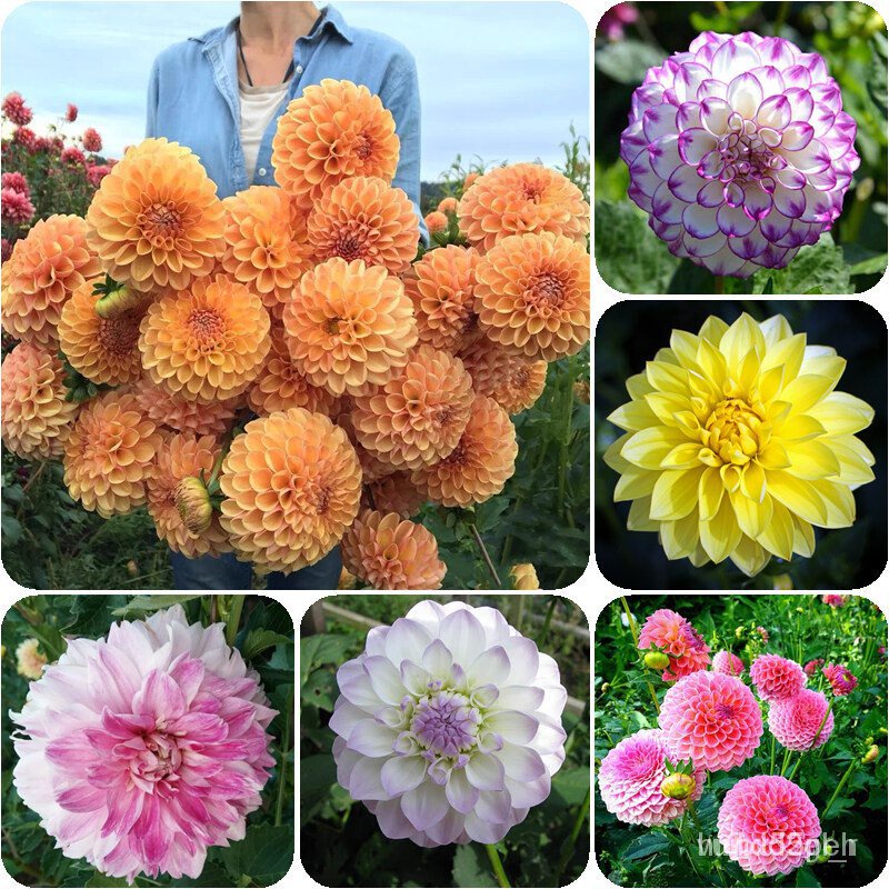 คละ สวนครัว ปลูก 2022ของแท้ 100 บอนสี 100pcs Dahlia Flower Seeds เป็น