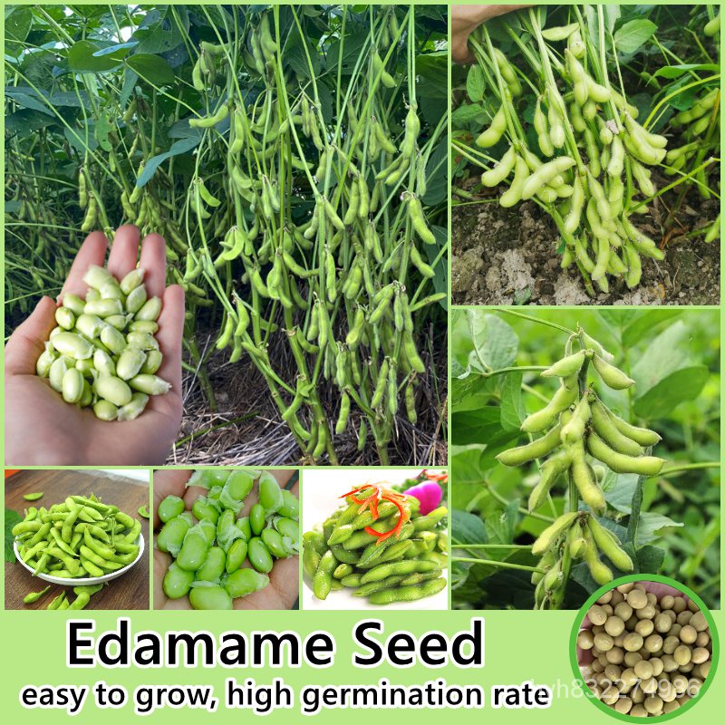 เมล็ดพืชคุณภาพสูง 40 เมล็ด/ห่อ ถั่วแระญี่ปุ่น เมล็ดพันธุ์ Edamame Seed
