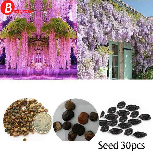 ผลิตภัณฑ์ใหม่ เมล็ดพันธุ์ 2PCS Rare Purple Wisteria Flower Seeds for