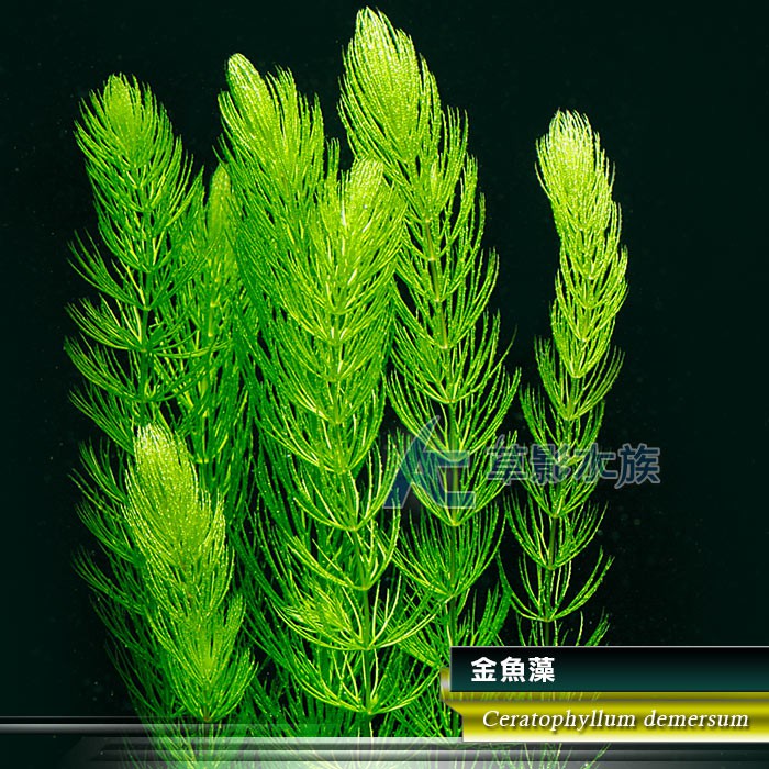 【AC草影】金魚藻【十株】耐熱 金魚草 新手水草 簡單種植 不須CO2 綠水草 水生植物 水草造景 除藻 造景裝飾 | 蝦皮購物