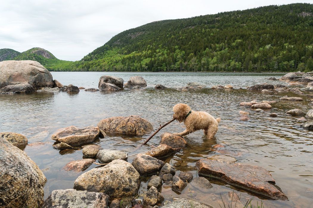 Dog Friendly Places to Stay in Maine Dog Days of Summer Travel Down