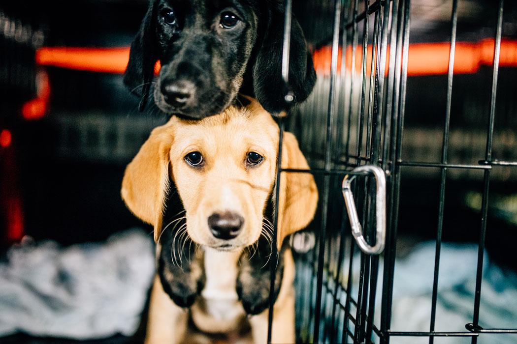 animal welfare shelter kennebunk maine Elfriede Hobbs