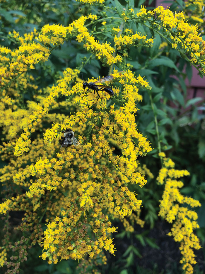 How Wildlife Depends on Native Plants Maine Audubon Down East