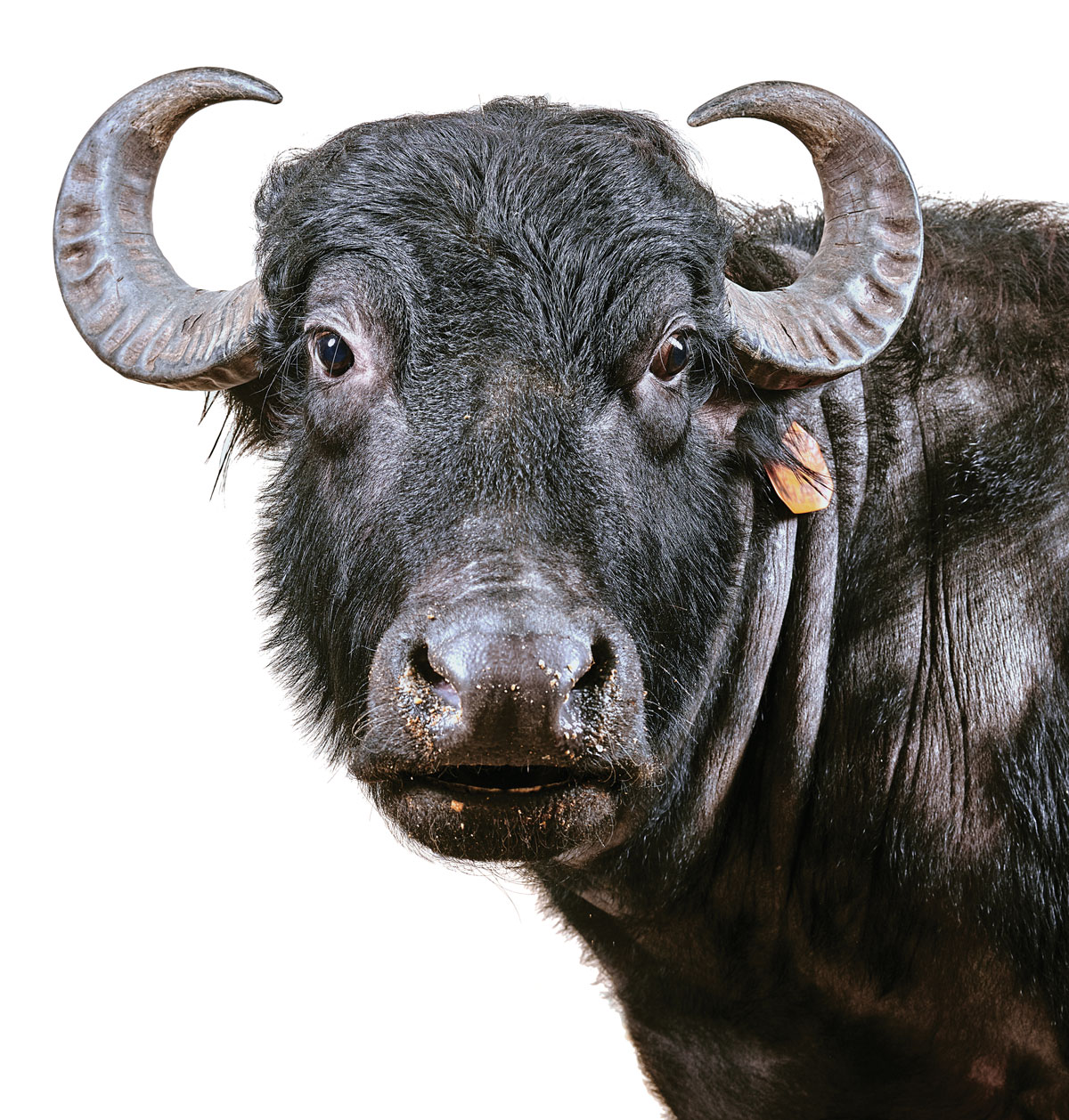 Maine WaterBuffalo Milk Makes Amazing Gelato Down East Magazine Magazine