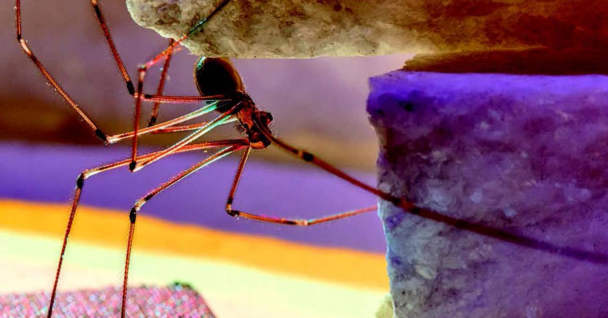 Maine Spiders Meet Maine's 677 Spiders Down East Magazine Magazine