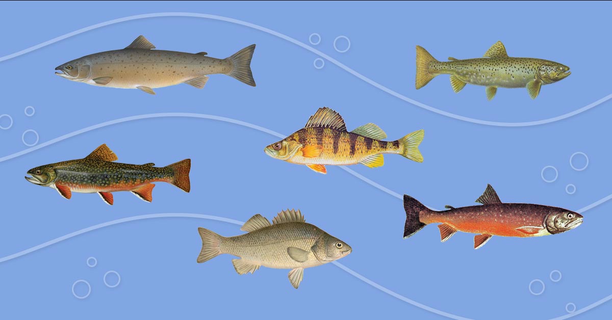 Know Your Native Maine Fish Down East Magazine Magazine