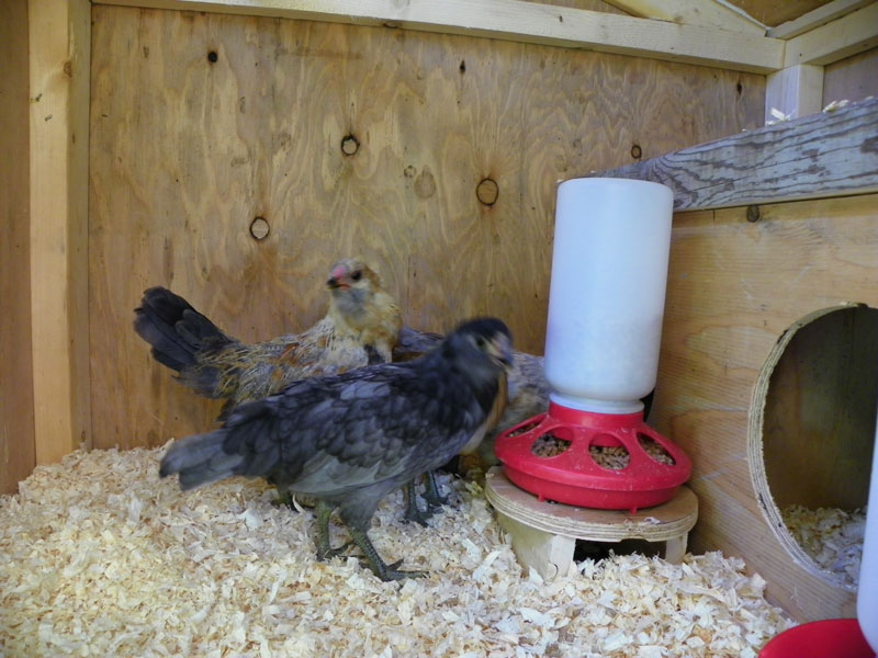 Banty B and B Chicken Coop Plans Downeast Thunder Farm