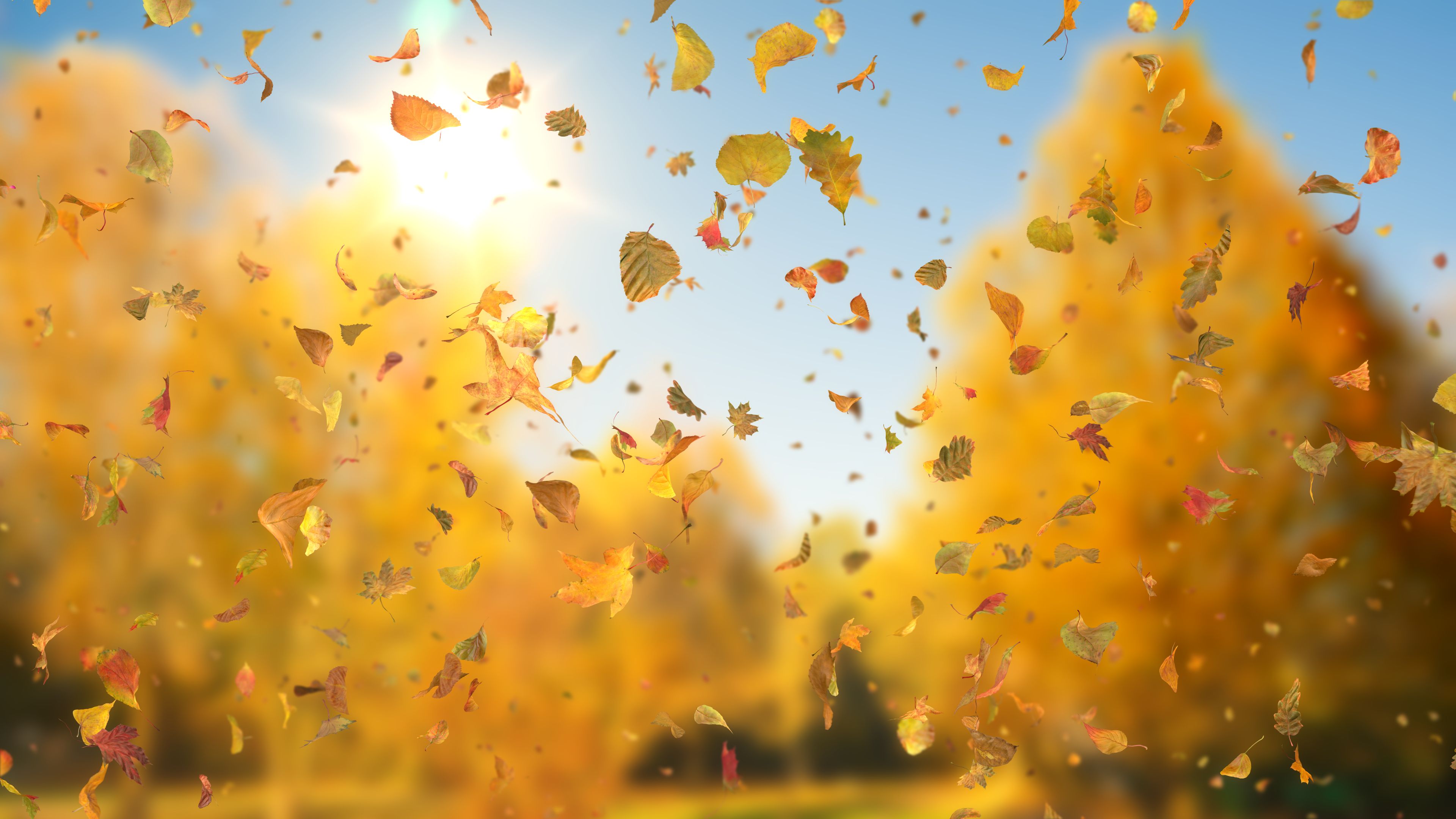 Fall Window Zoom Background