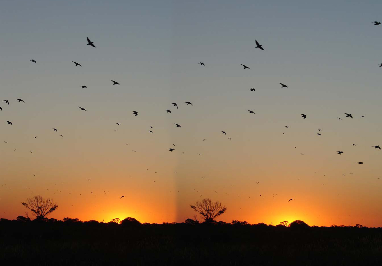 Down South Adventures Central Texas and South Texas Dove Hunting in