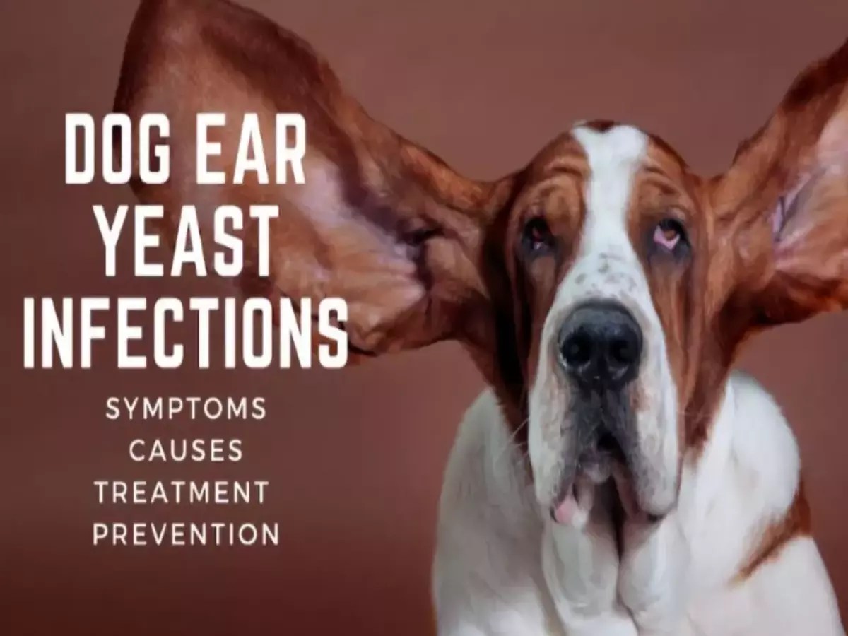 Best Treatments for Dog Food Yeast Infection Down Town Animals
