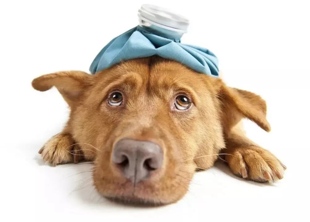 Can Dogs Get Dengue Fact & Reasons 2022 Down Town Animals