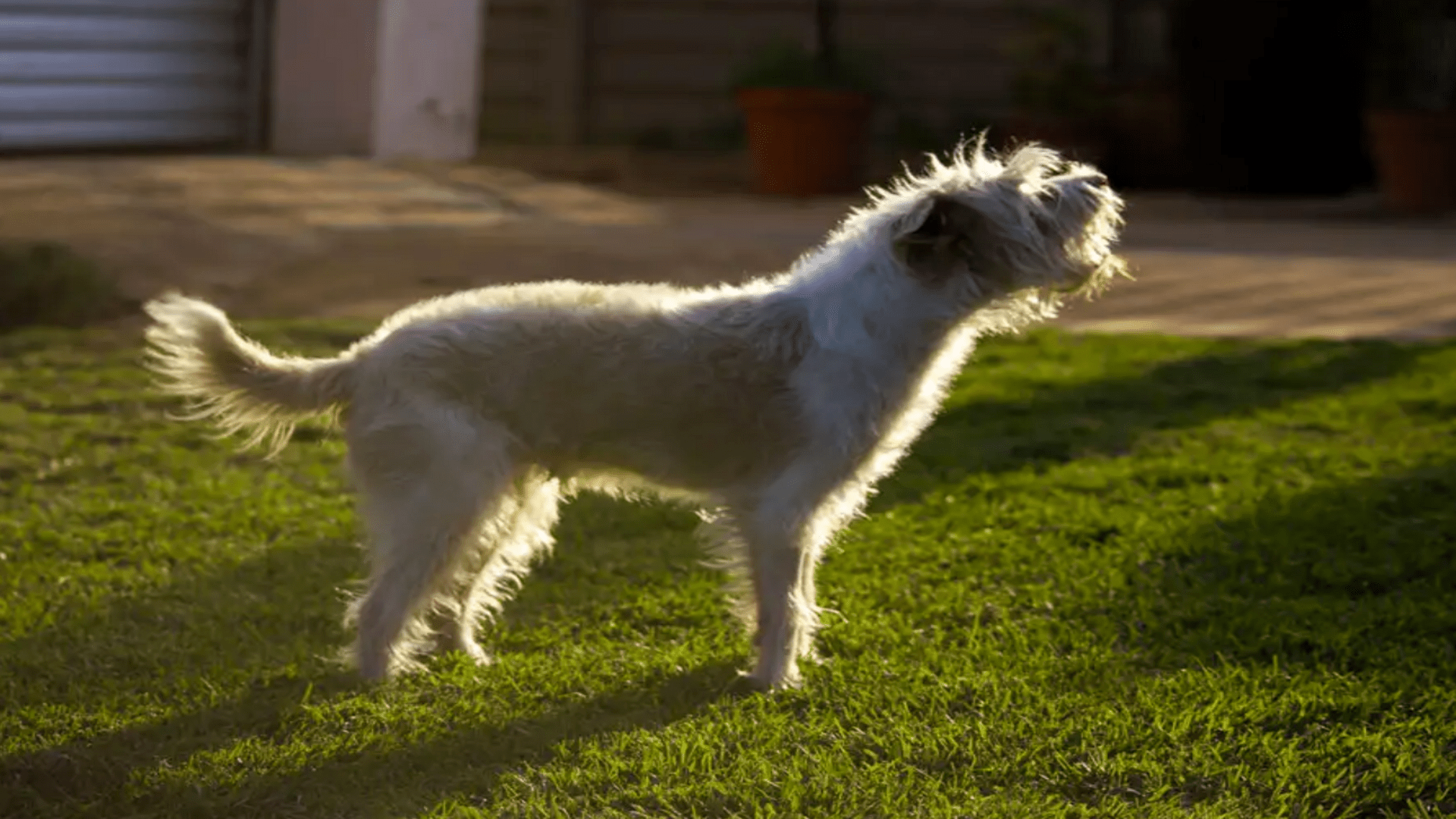 What Is Dogs Barking At Night Spiritual Meaning? Down Town Animals