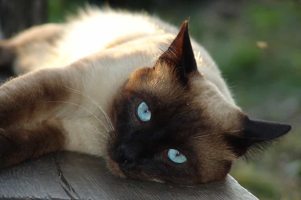 Mix Siamese Cat Breeds Match