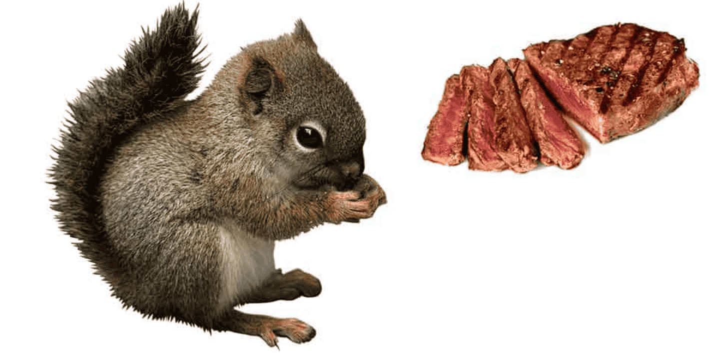 Do Squirrels Eat Meat? Are They Meat Lovers?
