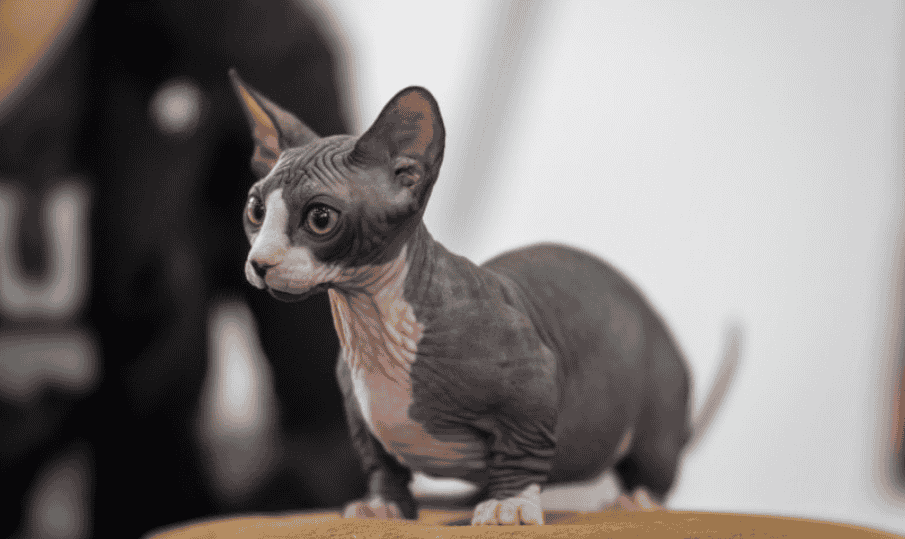 15 Cats That Don't Shed Or Shed Less Explained