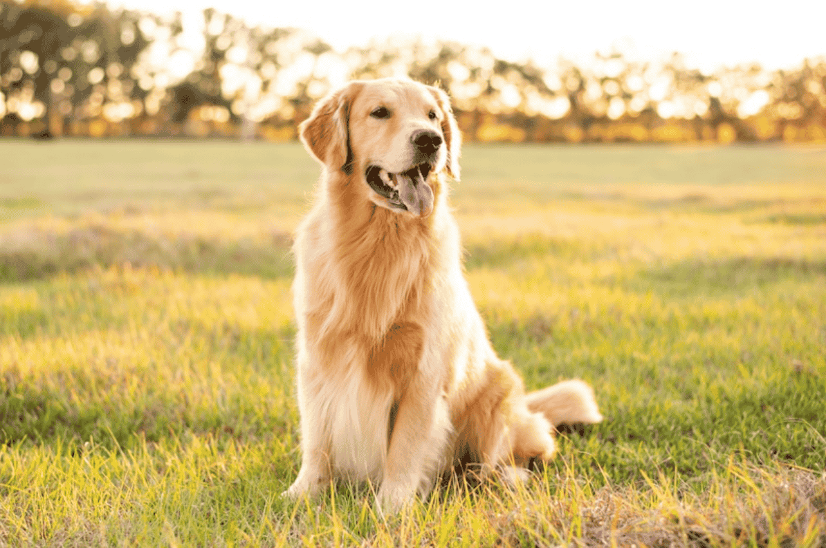 Do Golden Retrievers Shed? How To Reduce Their Shedding? Down Town