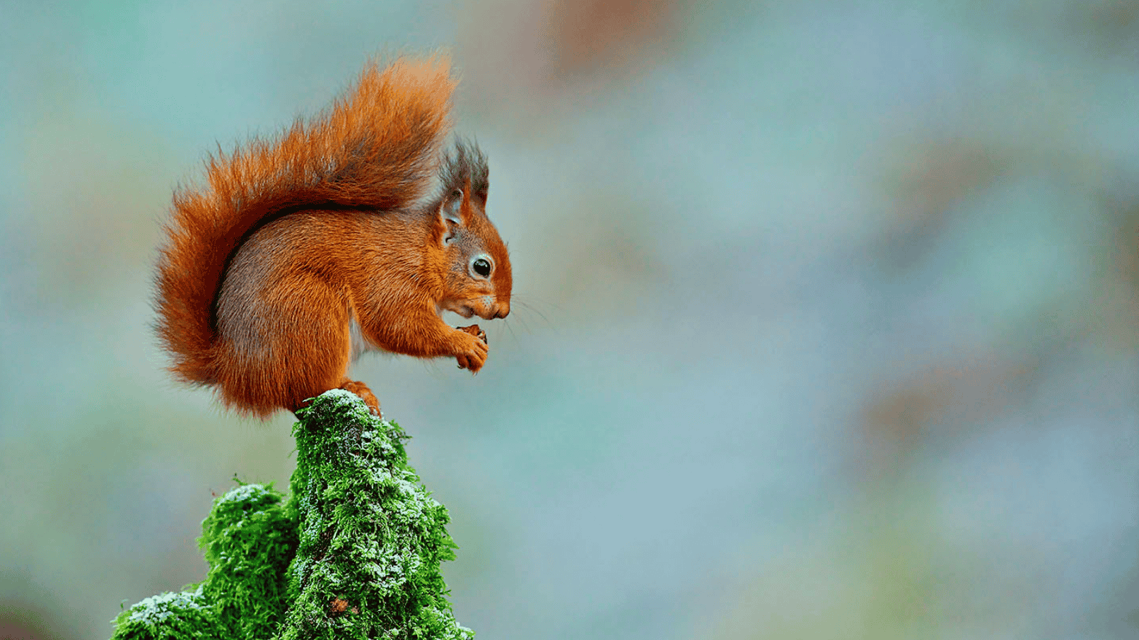 Squirrel Lifespan How Long Do Squirrels Live?