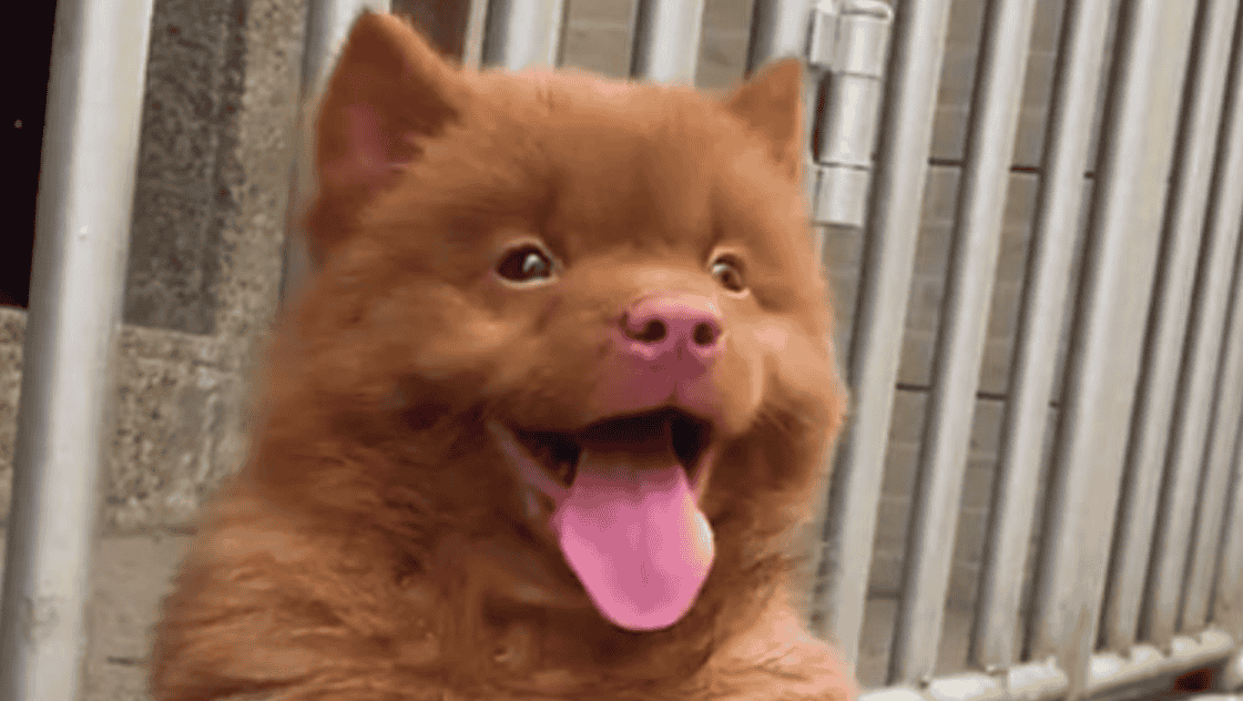 Cantonese Bear Dog Information & Care Guide Down Town Animals