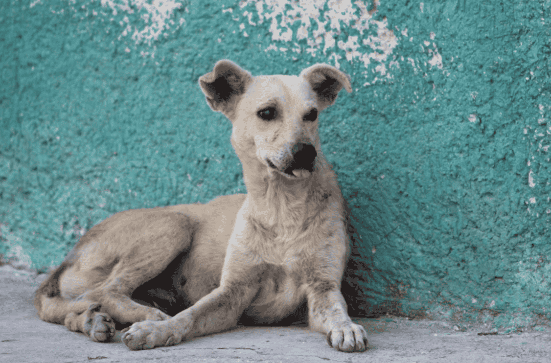 Mexican Street Dog Dog Breed Information Down Town Animals