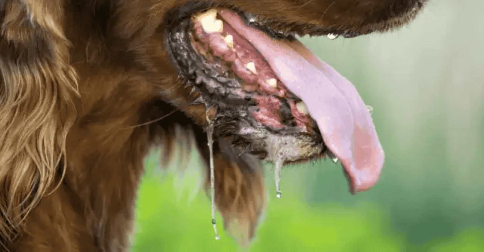 Dog Foaming At Mouth Causes of Foaming in Dogs Mouth Down Town Animals