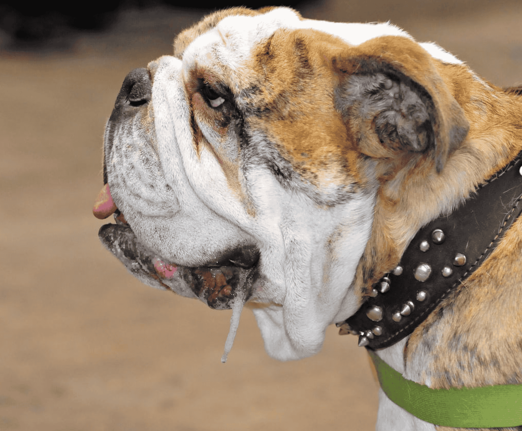 Dog Foaming At Mouth Causes of Foaming in Dogs Mouth Down Town Animals