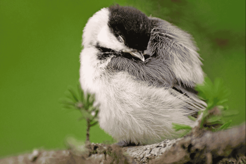 Why Do Birds Suddenly Appear Scientific Reason