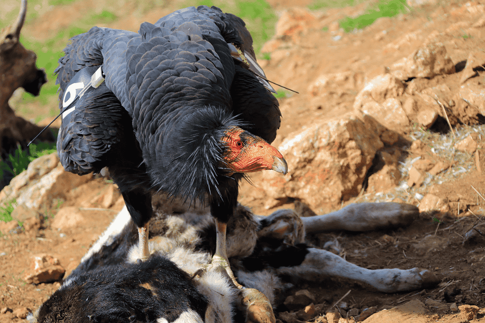 Birds Eating Dead Animals