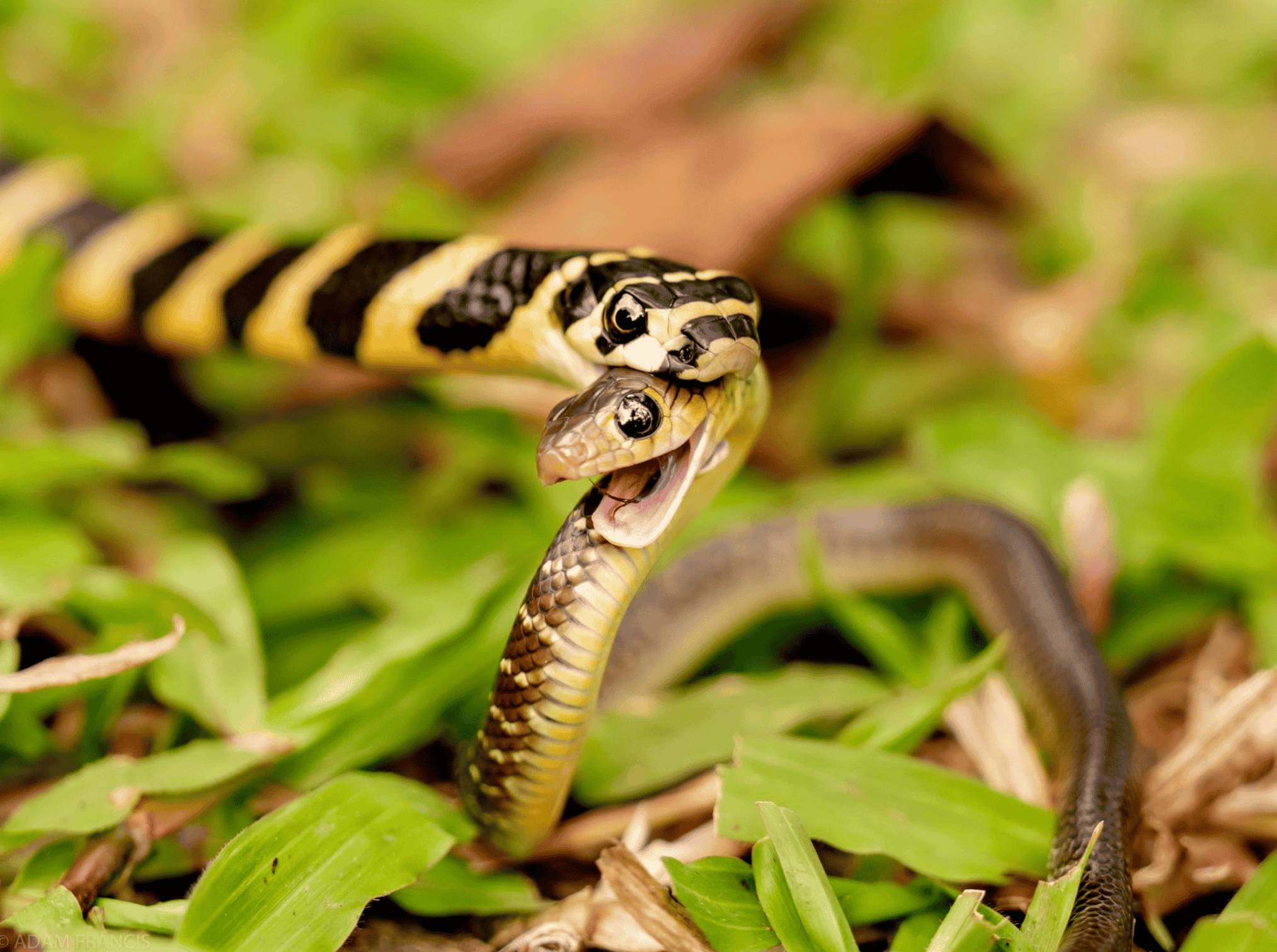 Snakes That Eat Other Snakes Explained