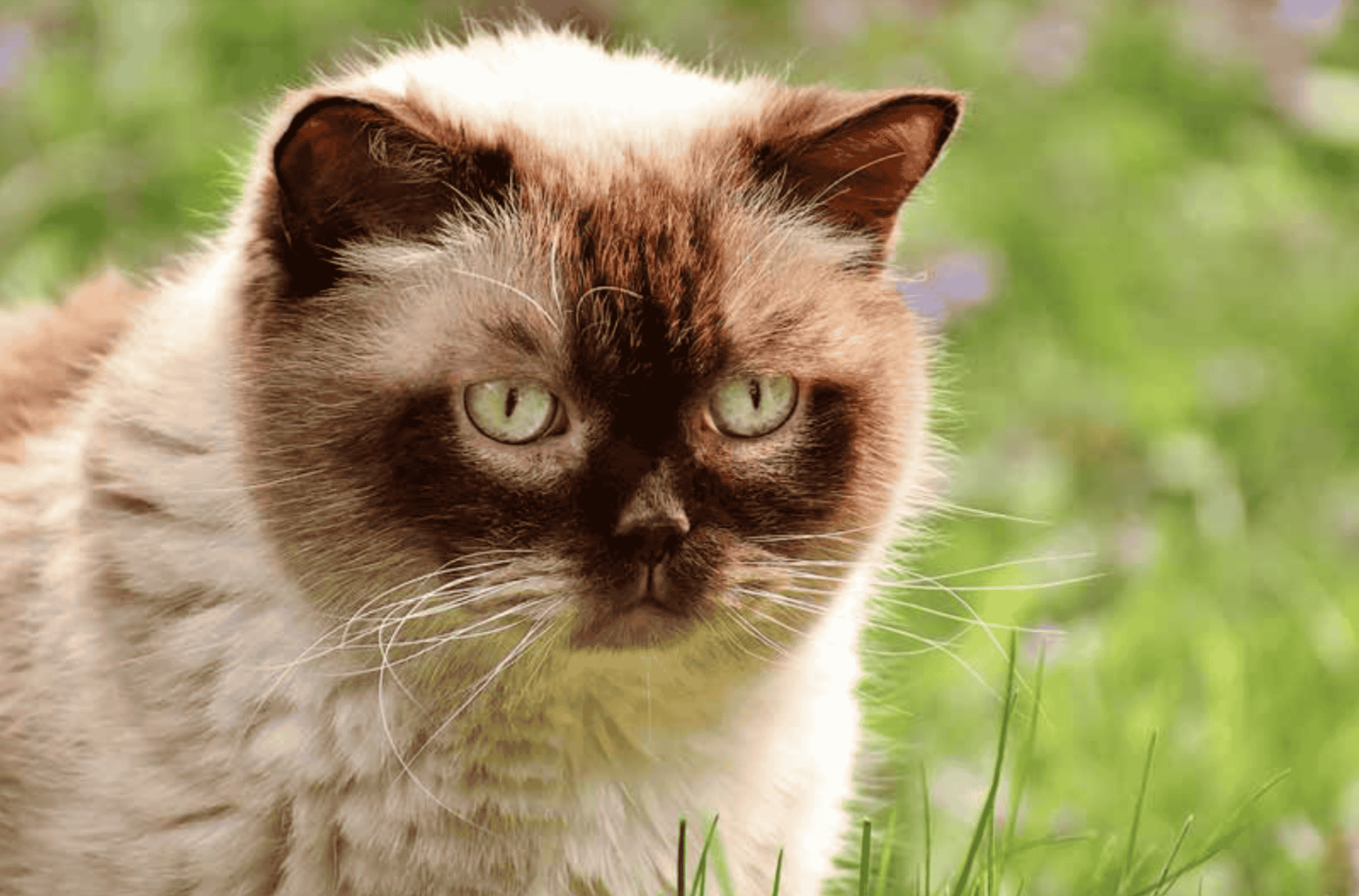 Are British Shorthair Cats Hypoallergenic Explained