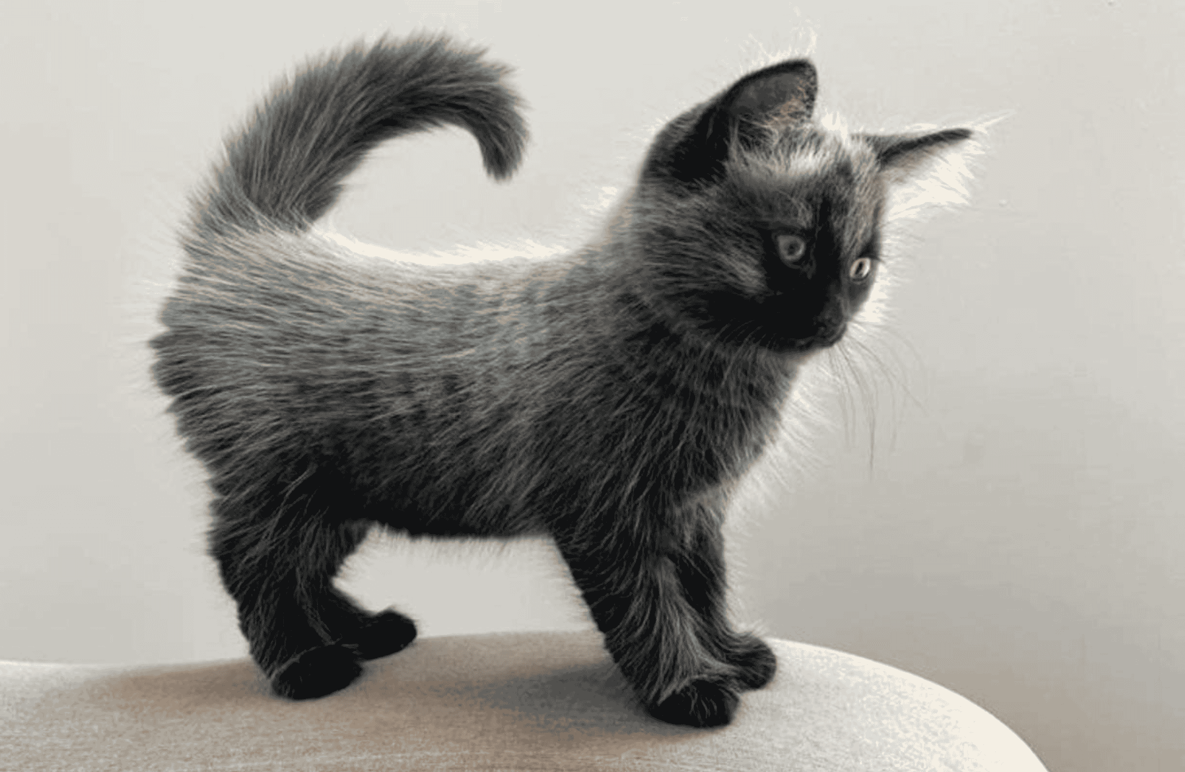 Fever Coat Kitten Causes of Fever Coat in Cats