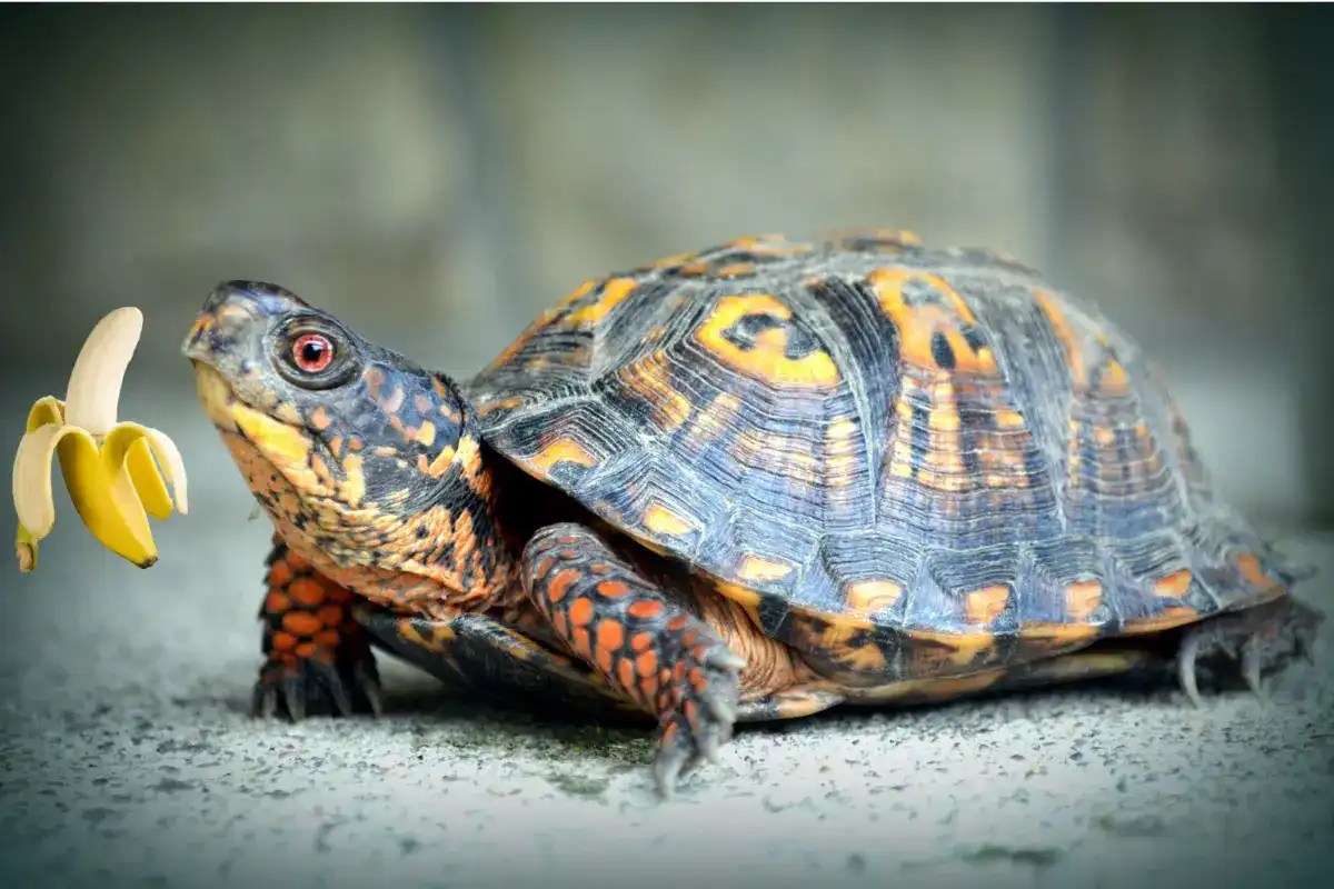 Can Turtles Eat Bananas? A Guide to Feeding Your Pet Turtle
